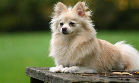 Pomeranian Dog Breed Information