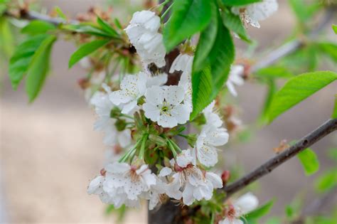 CHERRY STELLA SEMI-DWARF For Sale in Boulder Colorado