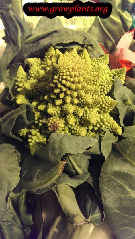 Romanesco - How to grow & care