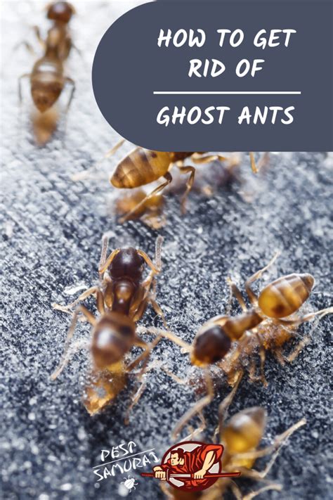 Ghost Ants: Effective Tips for Eliminating the Infestation