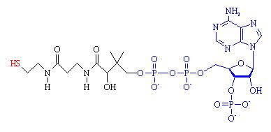 Acetyl Coenzyme A - Molecule of the Month May 2007 - HTML-only version