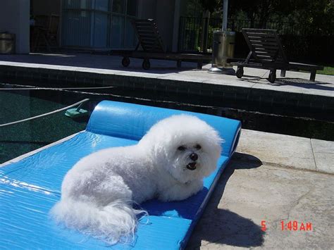 Pin by Dawn Janda on Dog Breeds | Bichon frise, Cute puppies, Dog breeds