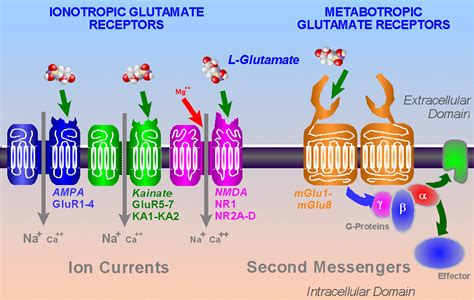 L-Glutamate and other Excitatory Amino Acids