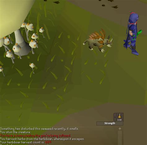 Herbiboar Pet Osrs - Janainataba