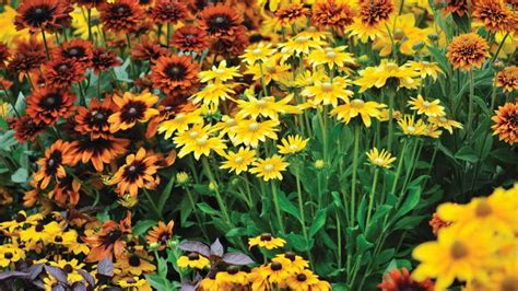 How to Force Long-Day Perennials into Flower with High-Intensity LEDs ...