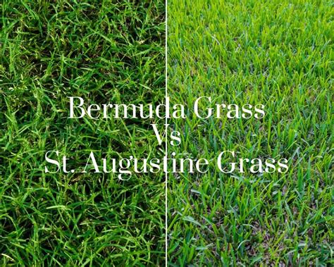 St. Augustine Grass Seed | Recipes Cuisine