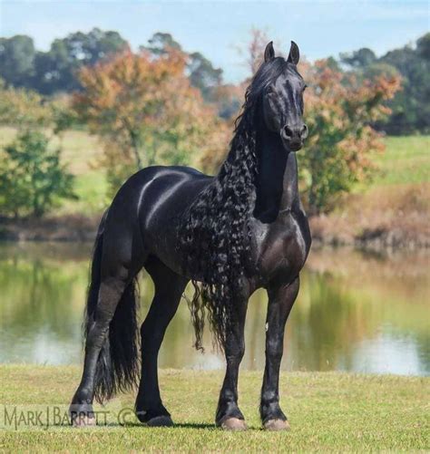 25 Beautiful black Friesian Horses. What a pretty shiny black coat! # ...