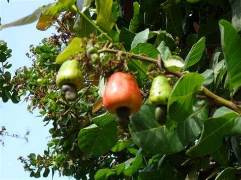 Anacardium - Alchetron, The Free Social Encyclopedia