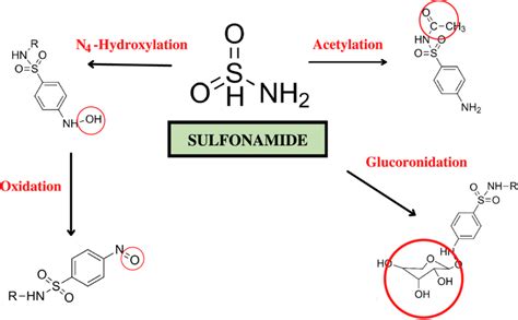 Sulfonamide metabolites that cause hypersensitivity. | Download ...