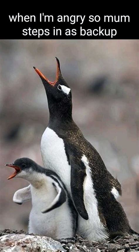 Angry Penguin Meme Discover more interesting Angry, Angry Penguin, Bird ...