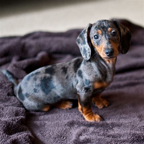 60 HQ Pictures Double Dapple Dachshund Puppies For Sale - Mini ...