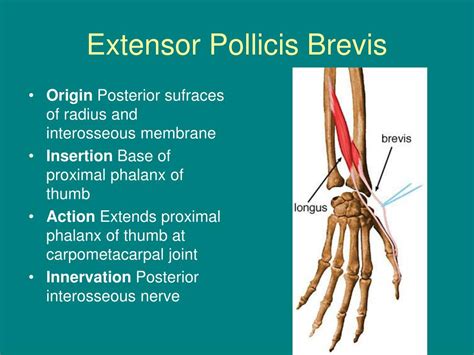 PPT - Anatomy of the Hand and Wrist PowerPoint Presentation, free ...