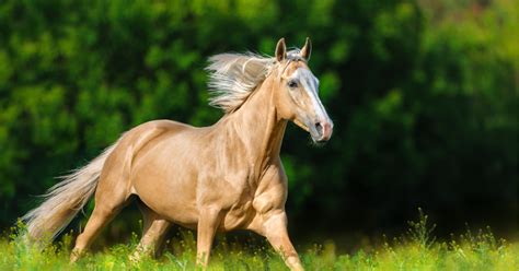 Palomino Horses – The Golden Horses That Steal the Show