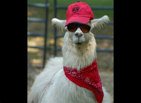 Top 8 llamas funny faces are fabulous - Yummypets