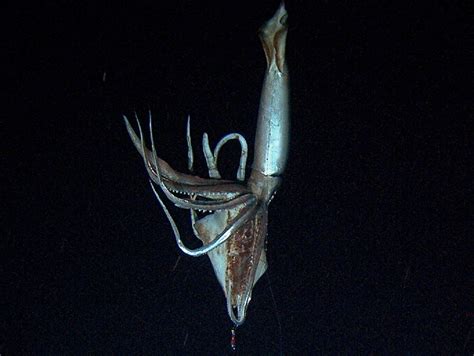 First Stills of the Giant Squid | Deep Sea News