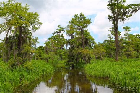 Louisiana swamps tours