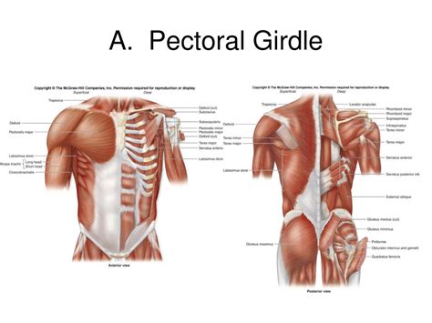 Pectoral Girdle Anatomy Bones Muscles Function Diagram