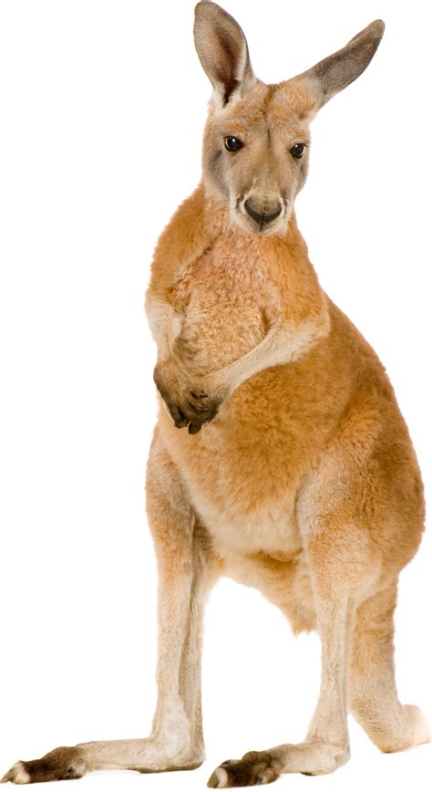 Kangaroo PNG Transparent Kangaroo.PNG Images. | PlusPNG