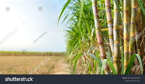 Sugar Cane Stalks Sugar Cane Plantation Stock Photo 2283011893 ...