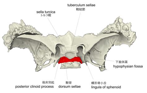 Visual Anatomy 視覚解剖学