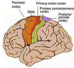 Motor cortex - Wikipedia