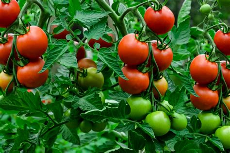 Everything You Need to Know About Growing Tomatoes