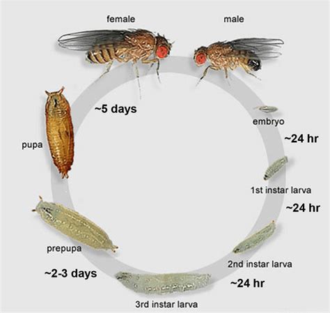 Flies - PestONil India Private Limited