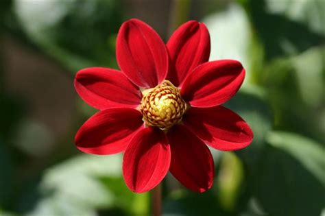 Really Interesting Facts About Dahlia Flowers And Their Meanings ...