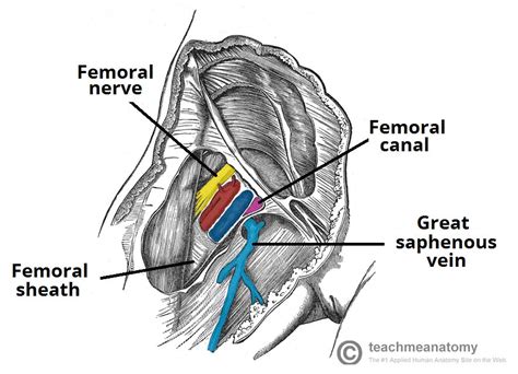 The Femoral Triangle - Borders - Contents - TeachMeAnatomy