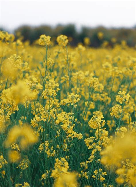 Yellow Flower Field · Free Stock Photo