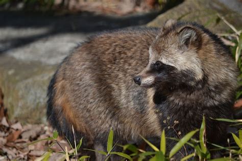 Japanese Raccoon Dog (Tanuki) | Japan Wildlife | Kyuhoshi