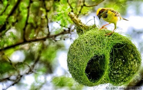 baya weavers nesting – RockSea and Sarah