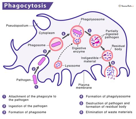 Phagocytosis – Process with Definition, Steps & Examples