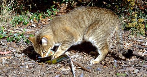 Opinion | Australia's Feral Cat Problem - The New York Times