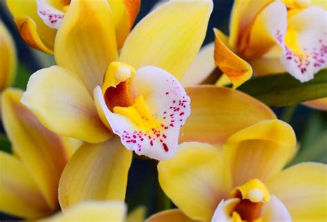 Free Photo: Yellow Orchid Flowers Closeup