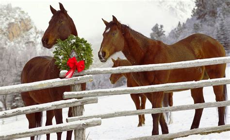 🔥 [40+] Christmas Horse Wallpapers Free | WallpaperSafari