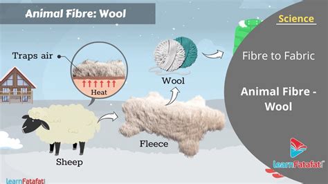 Fibre to Fabric Class 7 Science Chapter 3 - Animal Fibre - Wool - YouTube