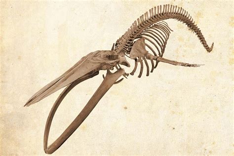 Leonardo da Vinci saw a whale fossil that opened his mind to deep time ...