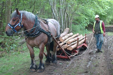 Horse Logging Equipment