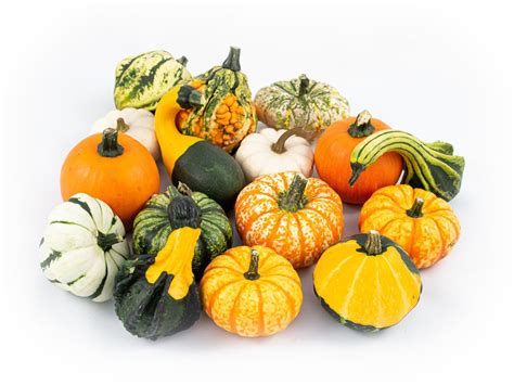 Cucurbita pepo MIX — Plant Wholesale FlorAccess