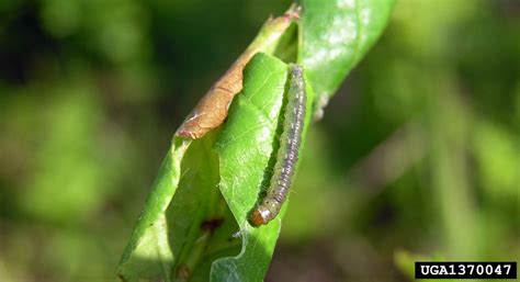 European oak leaf roller (Tortrix viridana Linnaeus)