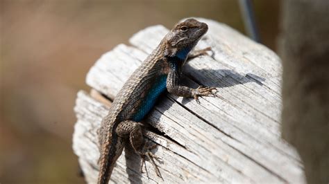 North Louisiana Wildlife