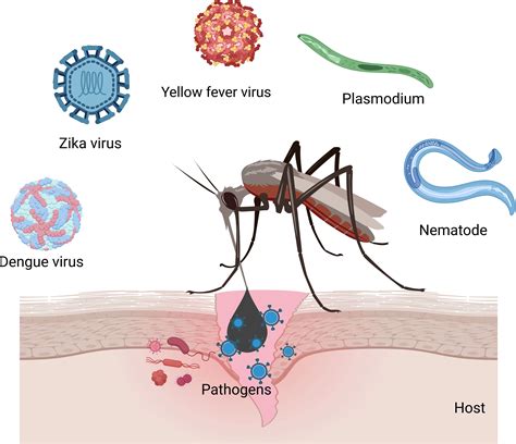 Frontiers | Host-pathogen interaction in arthropod vectors: Lessons ...