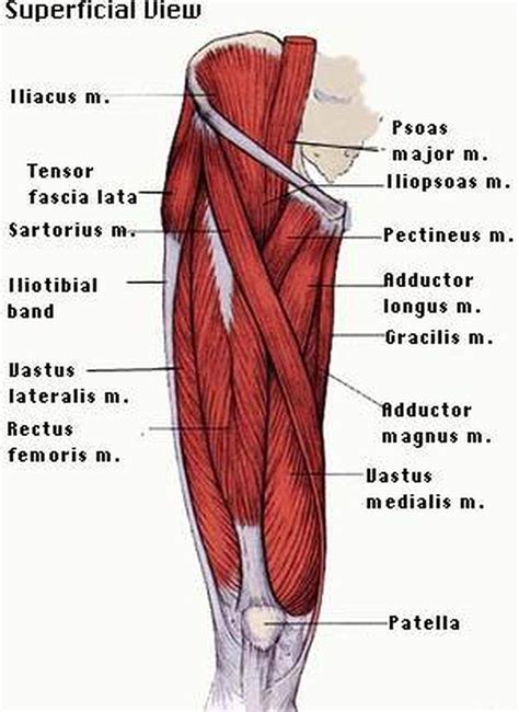 Pictures Of Anterior Thigh Muscles