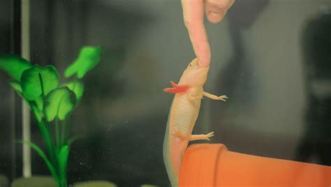 Do Axolotls Bite? | IFLScience