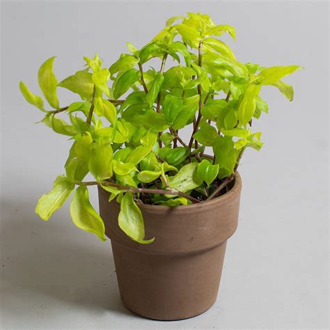 Callisia Repens 9cm - Tropical Plants UK