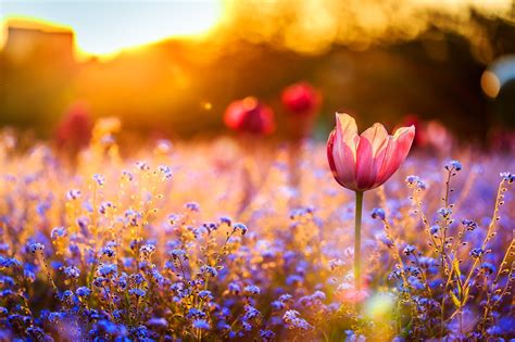 nature, Field, Flowers Wallpapers HD / Desktop and Mobile Backgrounds