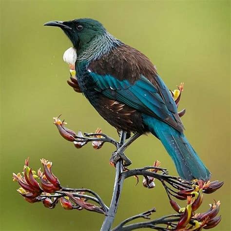 #tui #newzealand . | Tui bird, Pet birds, Birds painting