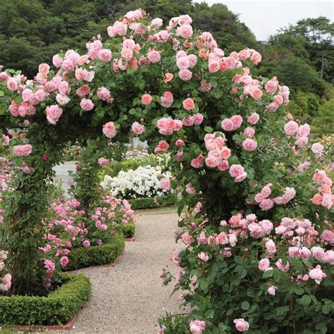 Strawberry Hill | English Climbing Rose | David Austin Roses