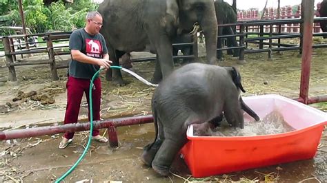 Wildlife officers save a baby elephant trapped in a well